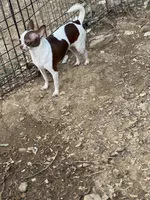 Tam, a female Chihuahua for sale in Berryville, AR – 2 of 2