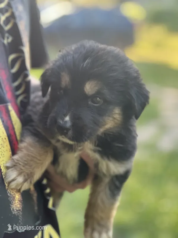 Luna  – German Shepherd Dog, Bernese Mountain Dog puppy for sale in Berryville, AR