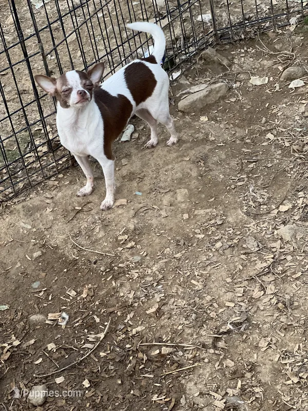 Tam, a female Chihuahua for sale in Berryville, AR – 1 of 2