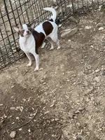 Tam, a female Chihuahua for sale in Berryville, AR – 1 of 2