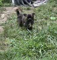 Denim , a male Chihuahua for sale in Berryville, AR – 8 of 10