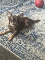 Munchkin, a female Chihuahua for sale in Berryville, AR – 9 of 9