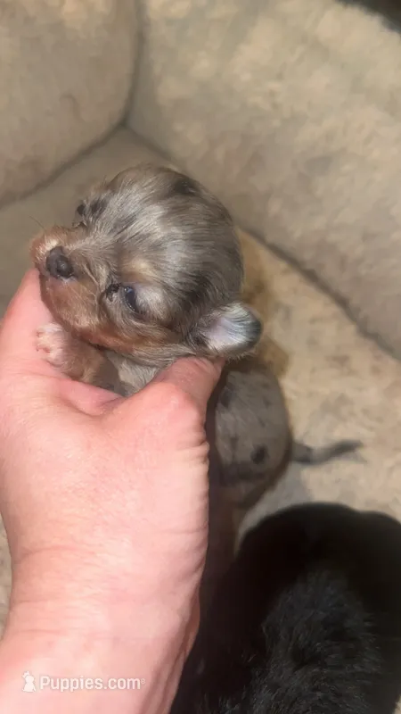Charming – Chihuahua puppy for sale in Berryville, AR