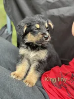 King tiny , a male German Shepherd Dog and Bernese Mountain Dog for sale in Berryville, AR – 2 of 2