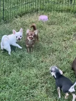Munchkin, a female Chihuahua for sale in Berryville, AR – 8 of 9