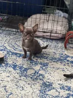 Bugs, a female Chihuahua for sale in Berryville, AR – 3 of 5