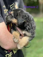 Lilah, a female German Shepherd Dog and Bernese Mountain Dog for sale in Berryville, AR – 4 of 5