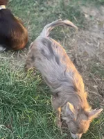 Sally, a female Chihuahua for sale in Berryville, AR – 3 of 8