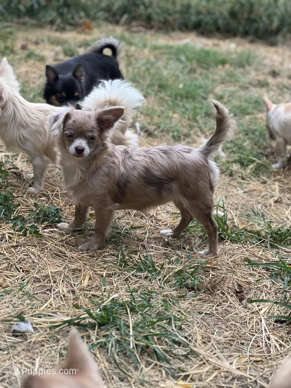 Sally – Chihuahua puppy for sale in Berryville, AR