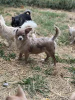 Sally, a female Chihuahua for sale in Berryville, AR – 1 of 8