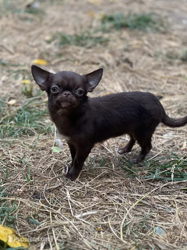 Bugs – Chihuahua puppy for sale in Berryville, AR