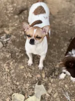 Bibi, a female Chihuahua for sale in Berryville, AR – 3 of 4