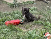 Denim , a male Chihuahua for sale in Berryville, AR – 7 of 10