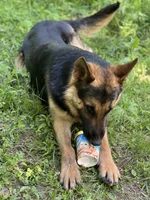 Rocket, a male German Shepherd Dog for sale in Berryville, AR – 3 of 4