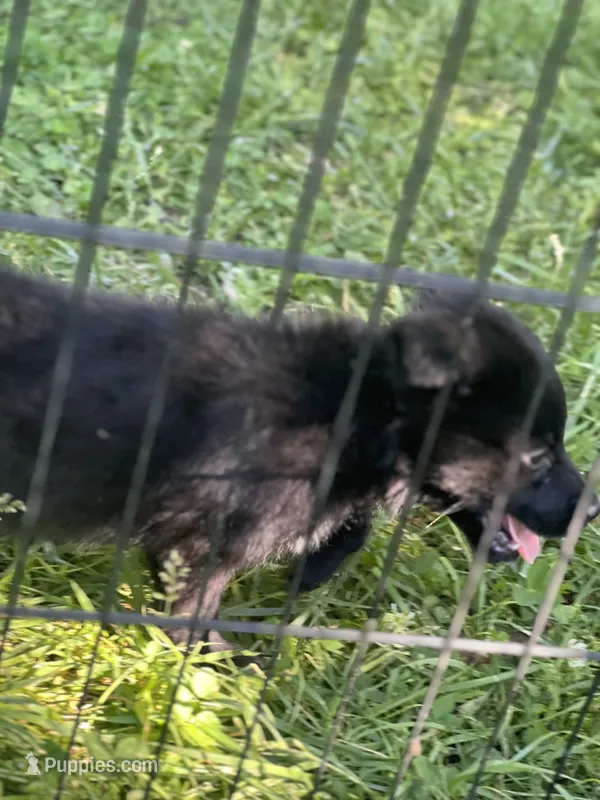 Buck, a male Border Collie and German Shepherd Dog for sale in Berryville, AR – 1 of 4