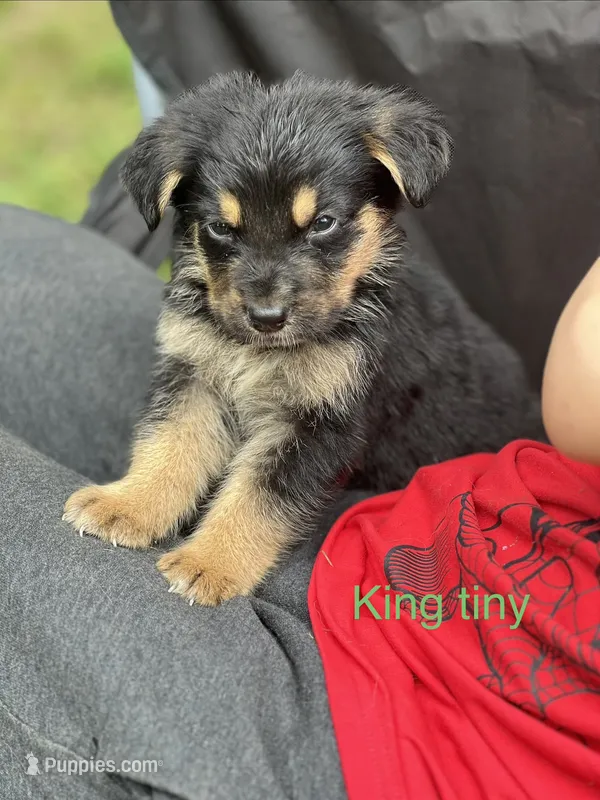 King tiny  – German Shepherd Dog, Bernese Mountain Dog puppy for sale in Berryville, AR