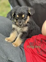 King tiny , a male German Shepherd Dog and Bernese Mountain Dog for sale in Berryville, AR – 1 of 2