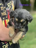 Lilah, a female German Shepherd Dog and Bernese Mountain Dog for sale in Berryville, AR – 5 of 5
