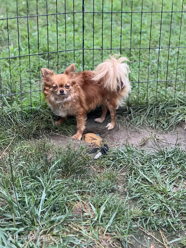 Diva  – Chihuahua puppy for sale in Berryville, AR