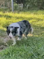 Gucci, a female Border Collie for sale in Berryville, AR – 7 of 10