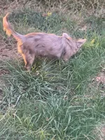Sally, a female Chihuahua for sale in Berryville, AR – 5 of 8