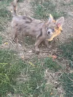 Sally, a female Chihuahua for sale in Berryville, AR – 7 of 8