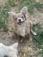 Sally, a female Chihuahua for sale in Berryville, AR – 2 of 8
