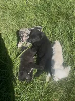 Buck, a male Border Collie and German Shepherd Dog for sale in Berryville, AR – 4 of 4