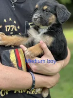 Medium boy, a male German Shepherd Dog and Bernese Mountain Dog for sale in Berryville, AR – 2 of 3