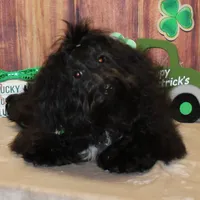 Noah, a male Havanese for sale in Greenville, TX – Photo 4 of 8