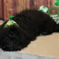 Noah, a male Havanese for sale in Greenville, TX – Photo 2 of 8