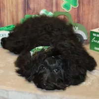 Noah, a male Havanese for sale in Greenville, TX – Photo 5 of 8