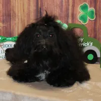 Noah, a male Havanese for sale in Greenville, TX – Photo 3 of 8