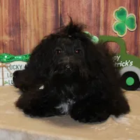 Noah, a male Havanese for sale in Greenville, TX – Photo 1 of 8