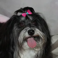 Noah, a male Havanese for sale in Greenville, TX – Photo 7 of 8