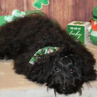 Noah, a male Havanese for sale in Greenville, TX – Photo 6 of 8