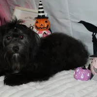 Blade, a male Havanese for sale in Greenville, TX – Photo 7 of 10