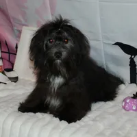 Blade, a male Havanese for sale in Greenville, TX – Photo 6 of 10