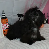 Blade, a male Havanese for sale in Greenville, TX – Photo 2 of 10