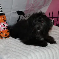 Blade, a male Havanese for sale in Greenville, TX – Photo 8 of 10