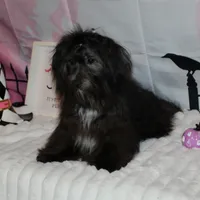 Blade, a male Havanese for sale in Greenville, TX – Photo 5 of 10