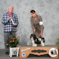 Blade, a male Havanese for sale in Greenville, TX – Photo 9 of 10