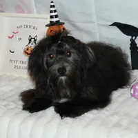 Blade, a male Havanese for sale in Greenville, TX – Photo 3 of 10