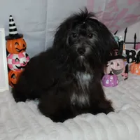 Blade, a male Havanese for sale in Greenville, TX – Photo 1 of 10