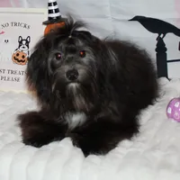 Blade, a male Havanese for sale in Greenville, TX – Photo 4 of 10