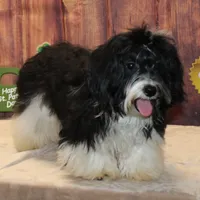 Malika, a male Havanese for sale in Greenville, TX – Photo 1 of 6