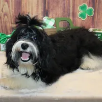 Malika, a male Havanese for sale in Greenville, TX – Photo 2 of 6