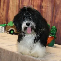 Malika, a male Havanese for sale in Greenville, TX – Photo 3 of 6