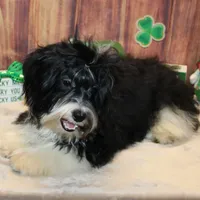 Malika, a male Havanese for sale in Greenville, TX – Photo 6 of 6