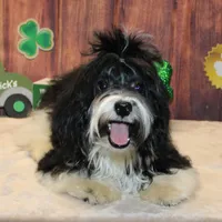 Malika, a male Havanese for sale in Greenville, TX – Photo 5 of 6